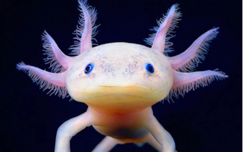 cach-nuoi-ca-Axolotl%20(1).png