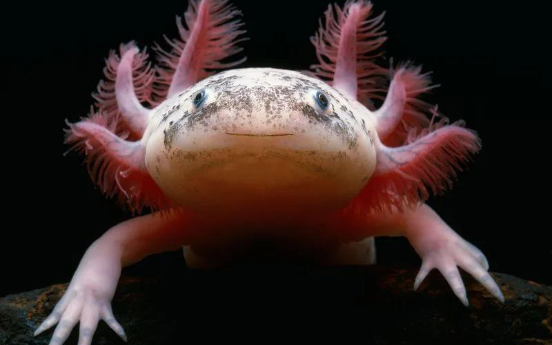 cach-nuoi-ca-Axolotl%20(2).png