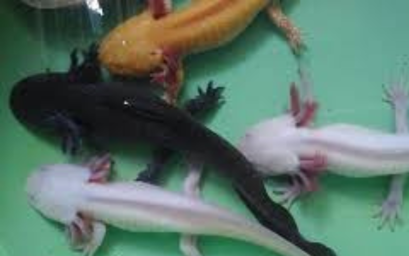 cach-nuoi-ca-Axolotl%20(3)(1).png